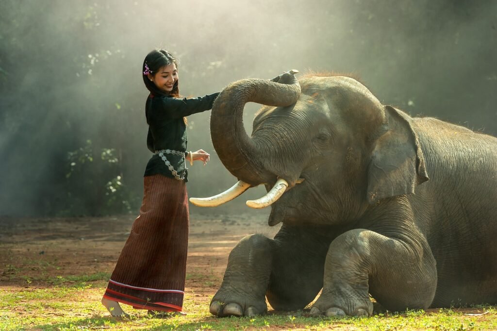 Elephant Laying Down Being Stroked By Young Woman