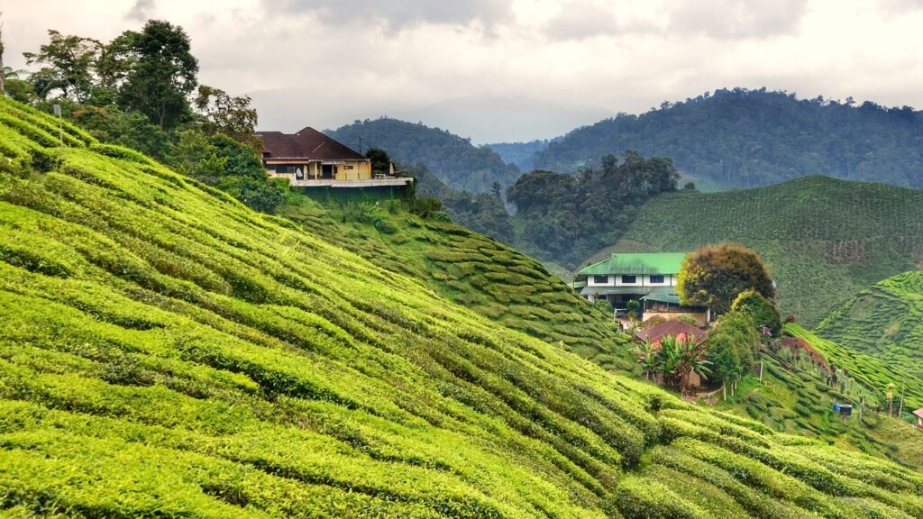 Tea Plantations In Cameron Highlands