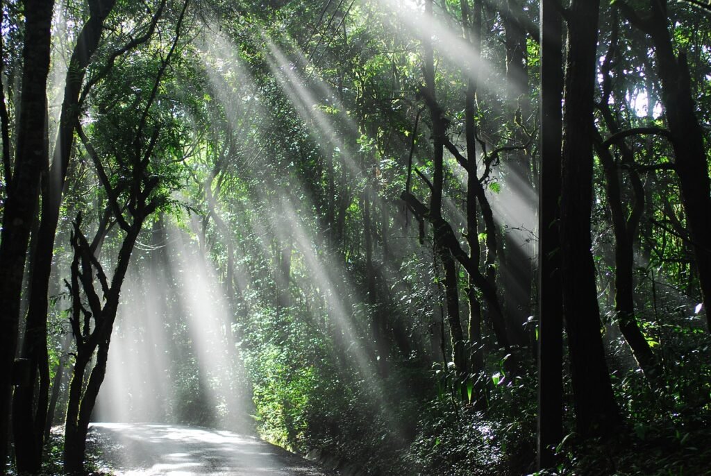 Forest With Sunlight Coming Through Tree Tops