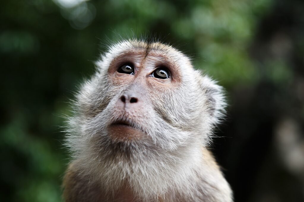 Penang Hill Monkey Face Looking Up