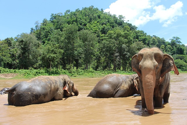 Elephants bathing in a river, a scene of natural heritage travel.
