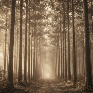 Teak trees line a misty forest path, hinting at the teak trail and timber movement.